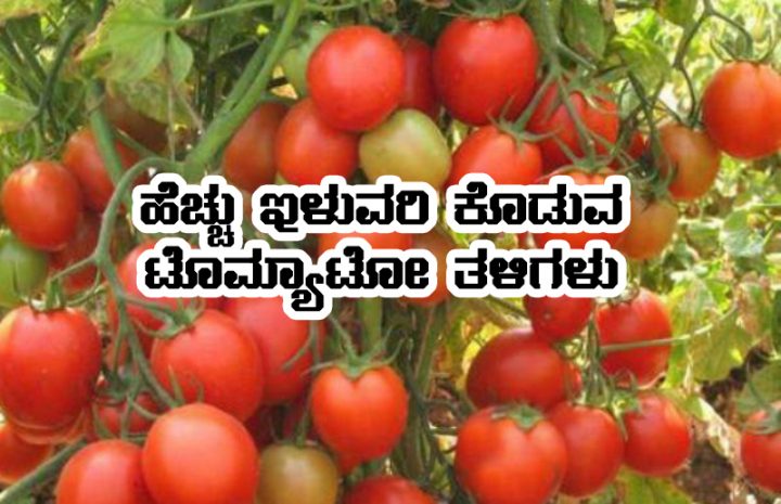 High yielding tomato varieties