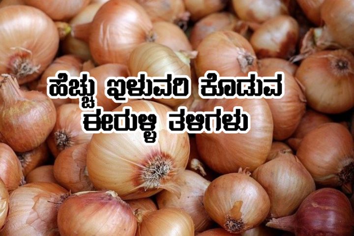 High yielding onion varieties