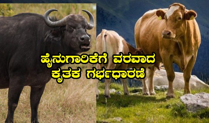cattle and buffalo breeding