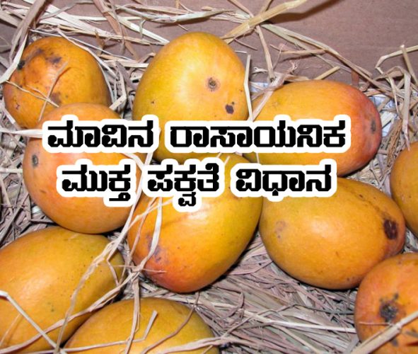 Mango Chemical Free Maturity