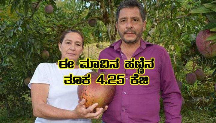 Mango Weighing 4.25 kg