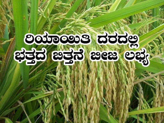 Paddy seeds subsidy