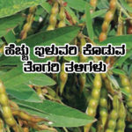 High yielding Red gram varieties