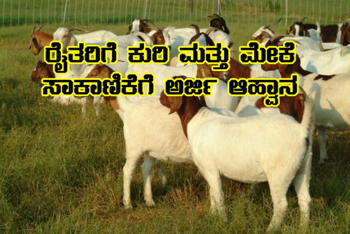goat farming training