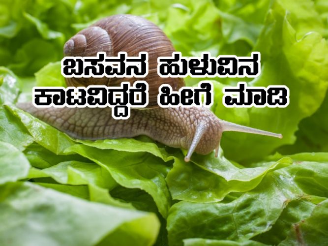 Snail management in crop