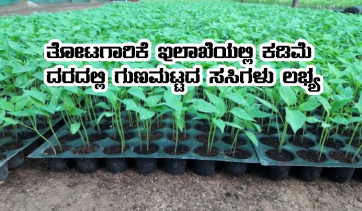 Seed sapling available in horticulture department