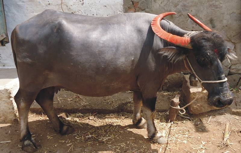 The Dharwad buffalo get national recognition