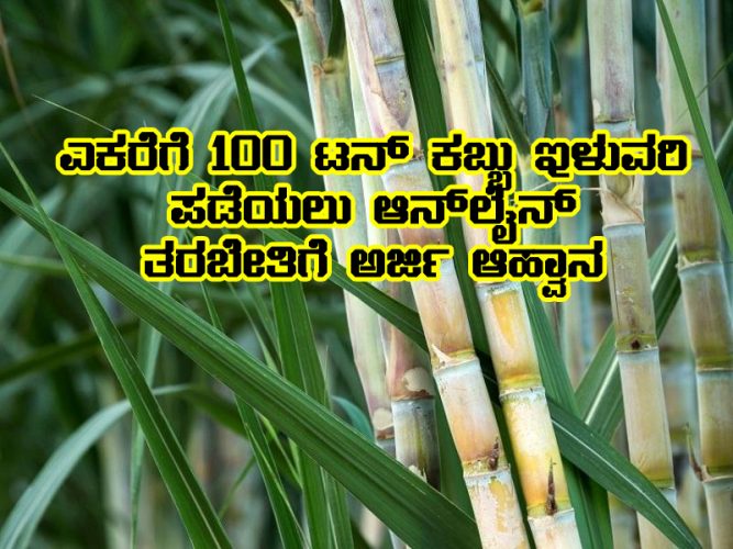 get 100 tones of sugarcane yield