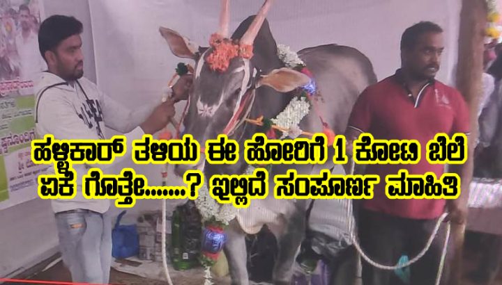 One crore value of Hallikar bull