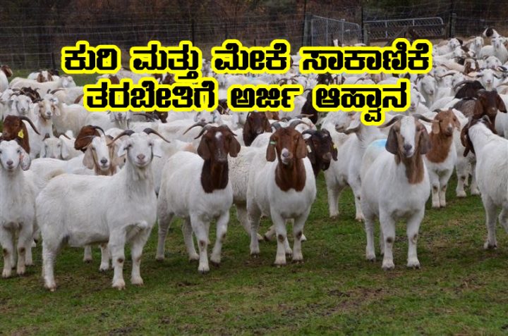goat free training