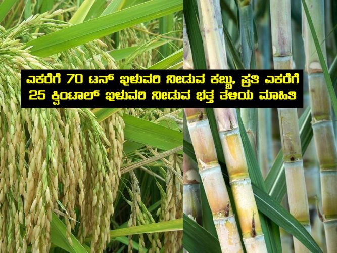 High yield sugarcane variety