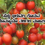 high yield tomato varieties