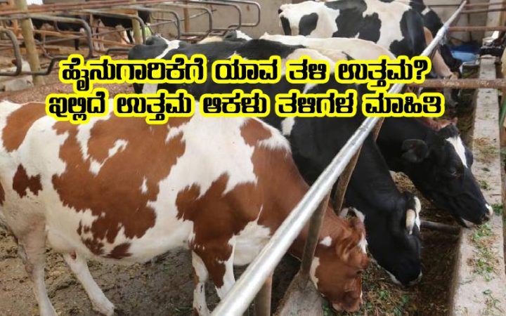 Which breed is best for dairy farming
