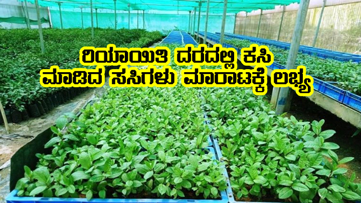 Farmer can get transplant sapling in subsidy