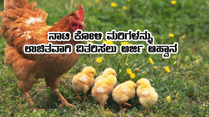Free hen chick distribution