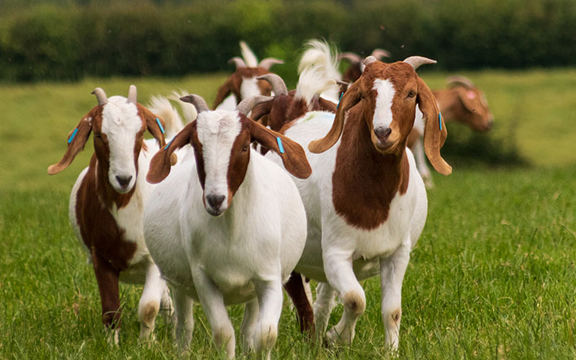 Free goat training