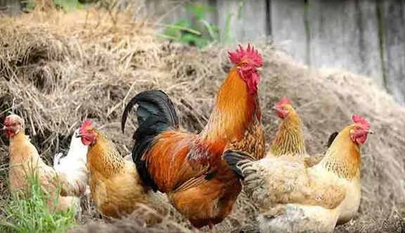 Application for hen farming