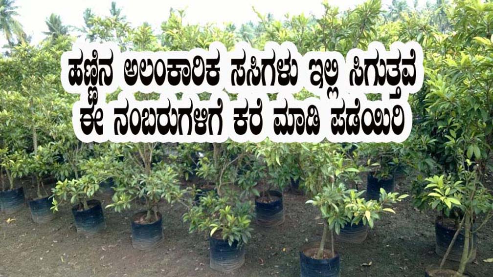 Fruits plant available