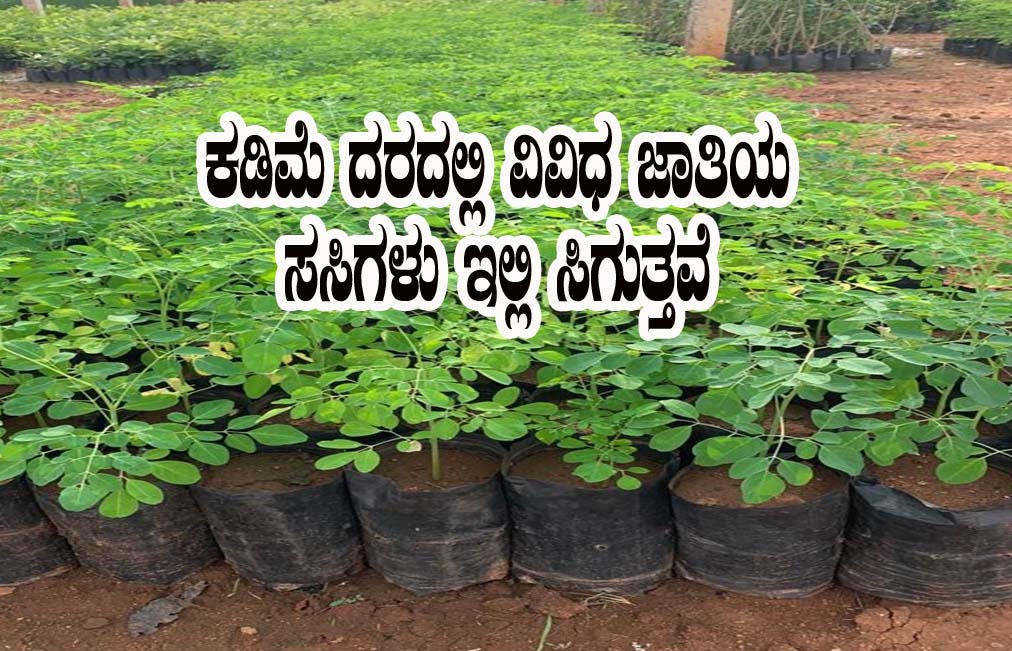 plants available in subsidy