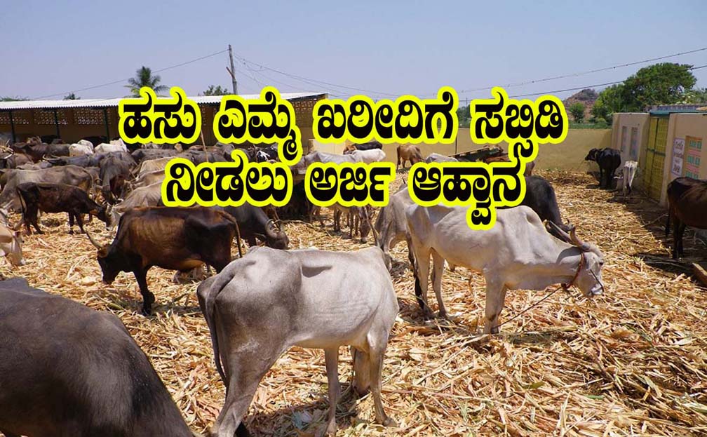 Subsidy for cow purchase